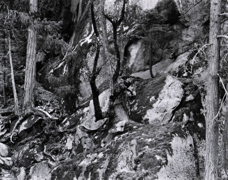 Untitled (Yosemite)