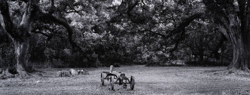 Untitled (Mary Plantation, Louisiana"
