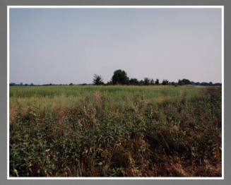 Rohwer, Japanese-American Concentration Camp, Arkansas, August 28, 1993 / R-3-6-95 (from the series Japanese American Concentration Camps)
