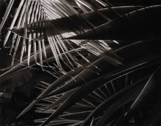 Untitled (Palms and other Tropical Leaves)