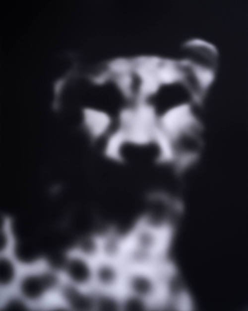 Lepoard (Cheetah)