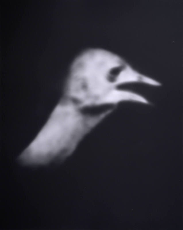 Ostrich