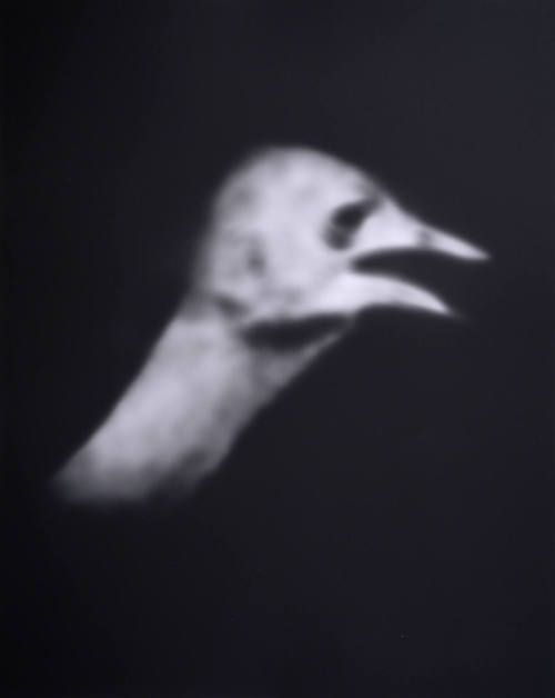 Ostrich