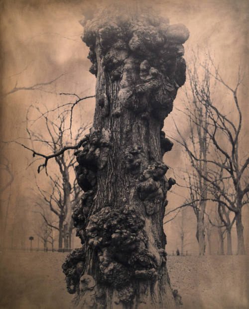 Ancient Tree