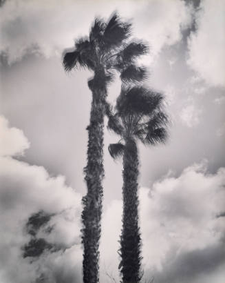 Two Palms