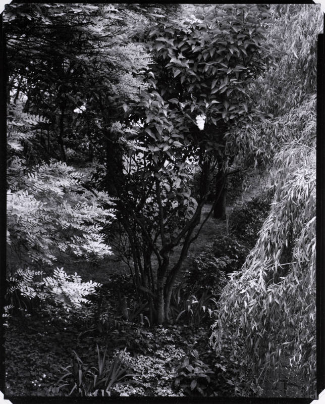 The Garden, Orgeval (from Portfolio Two: The Garden)