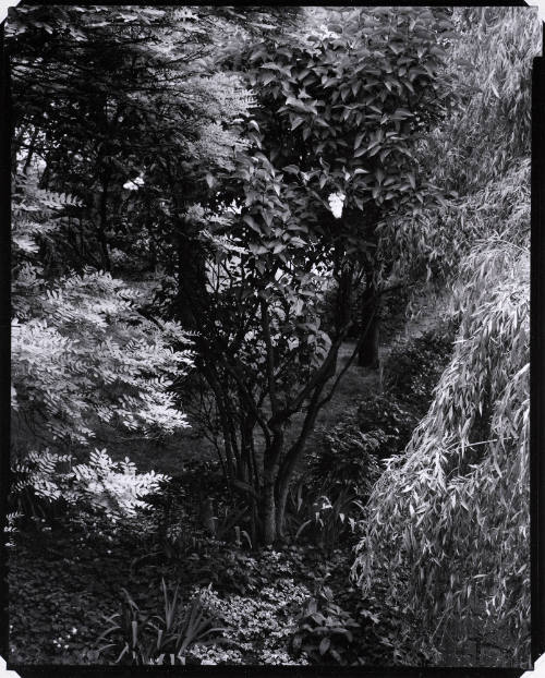 The Garden, Orgeval (from Portfolio Two: The Garden)