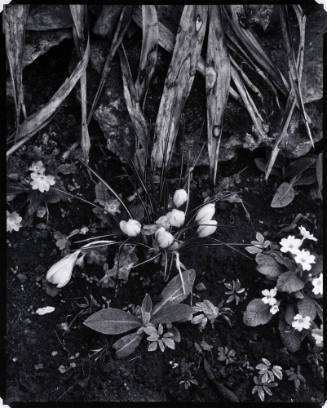 Crocuses and Primroses, Orgeval