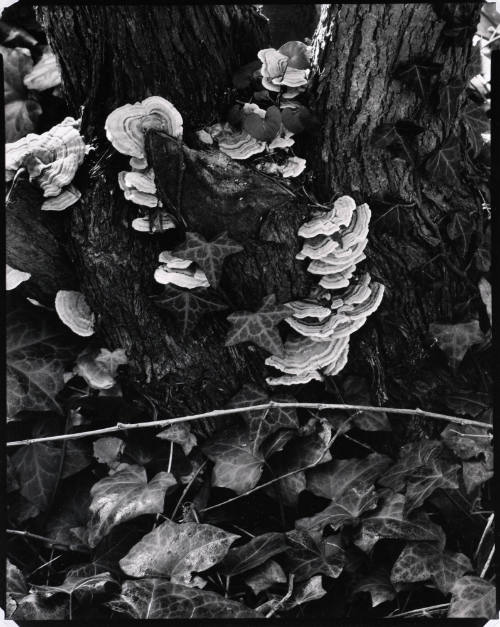 Fungus, Orgeval