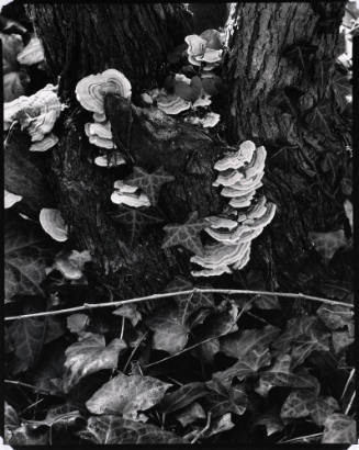 Fungus, Orgeval