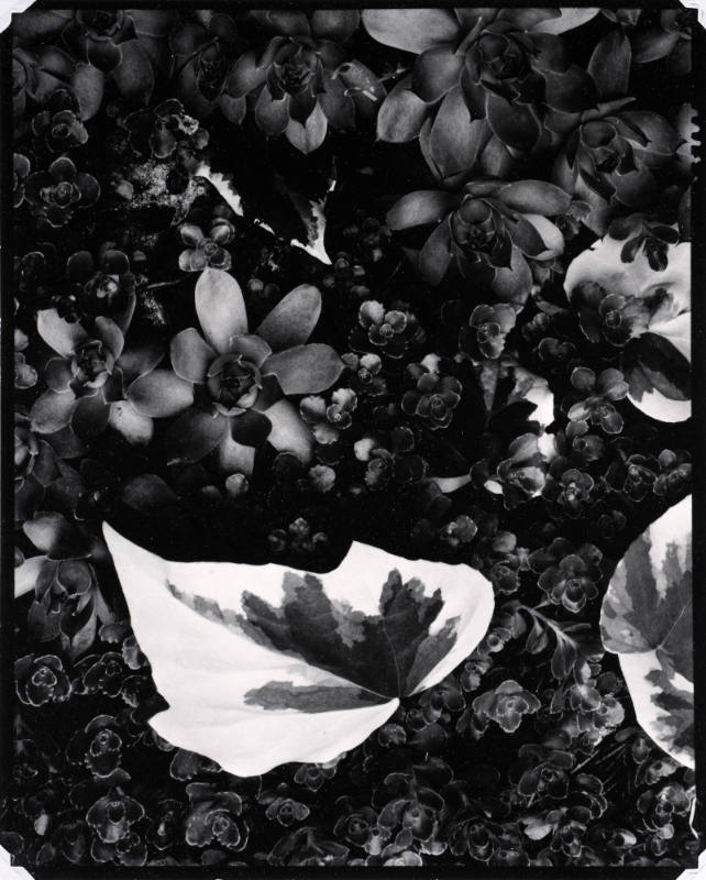 Yellow Vine and Rock Plants, Orgeval