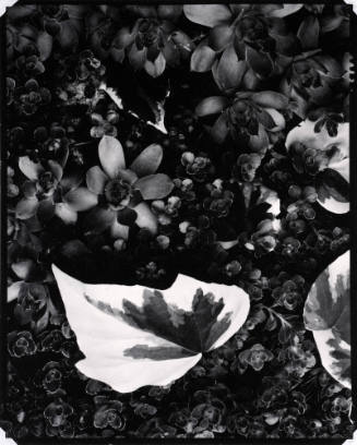Yellow Vine and Rock Plants, Orgeval
