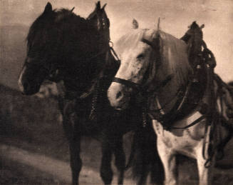 Untitled (Two Horses)