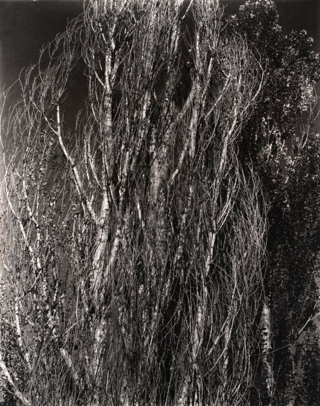 Poplars, Lake George