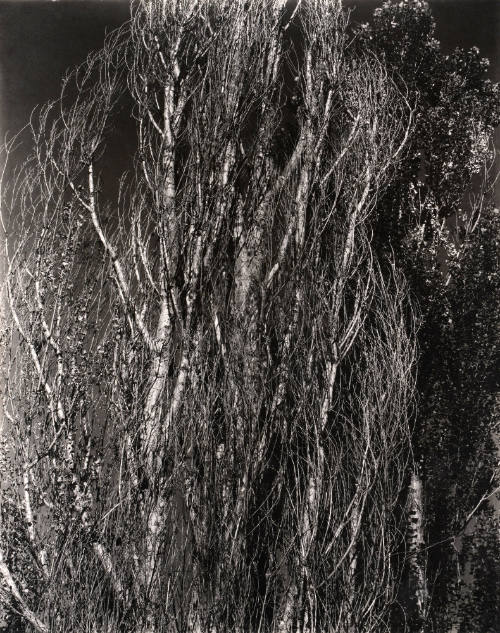 Poplars, Lake George