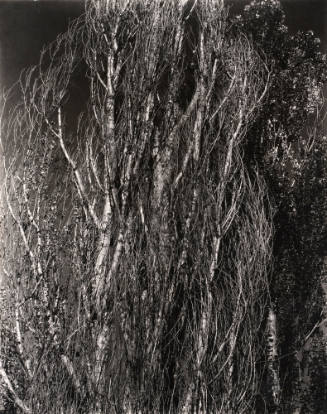 Poplars, Lake George