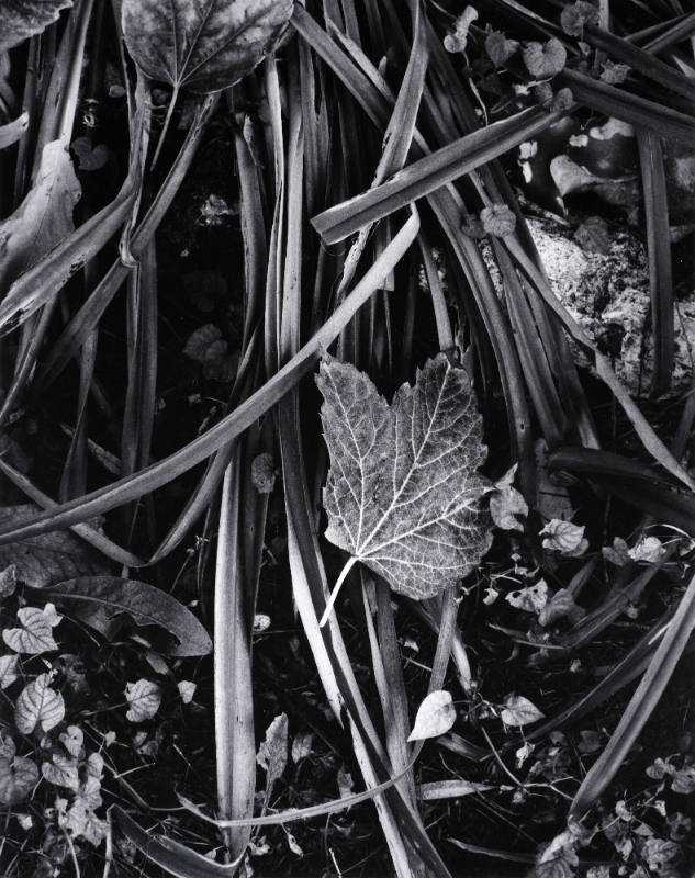 Fall in Movement, Orgeval, France