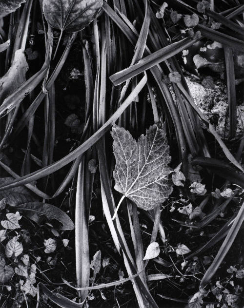 Fall in Movement, Orgeval, France