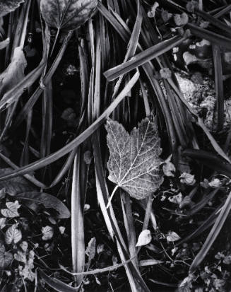 Fall in Movement, Orgeval, France