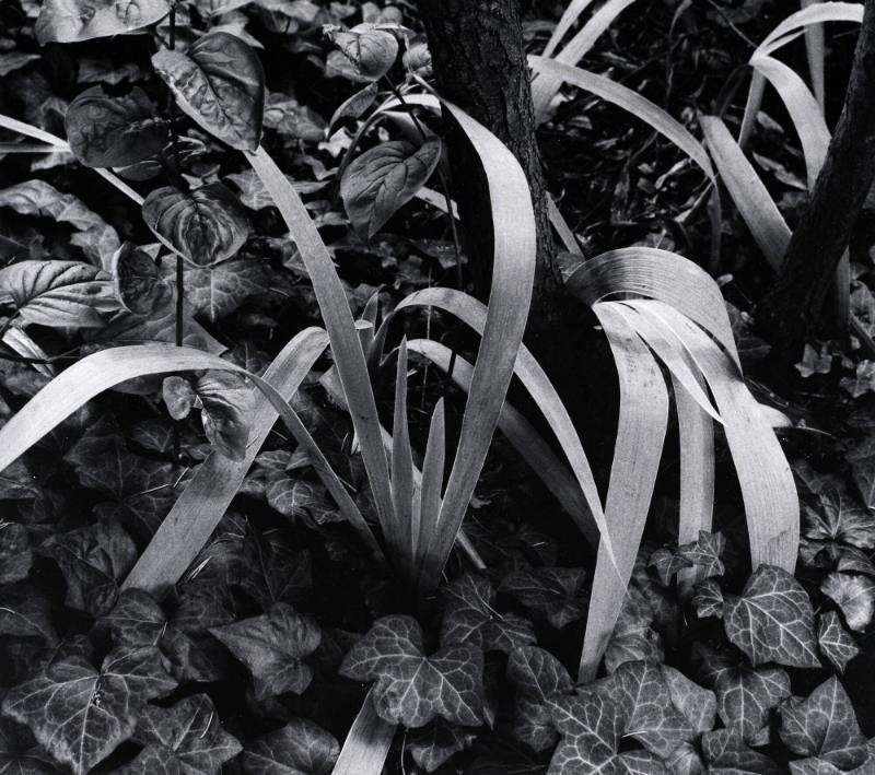 Iris and Stump, Orgeval France