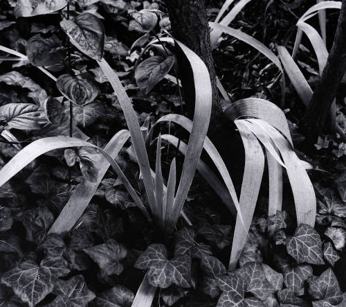 Iris and Stump, Orgeval France