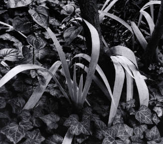 Iris and Stump, Orgeval France