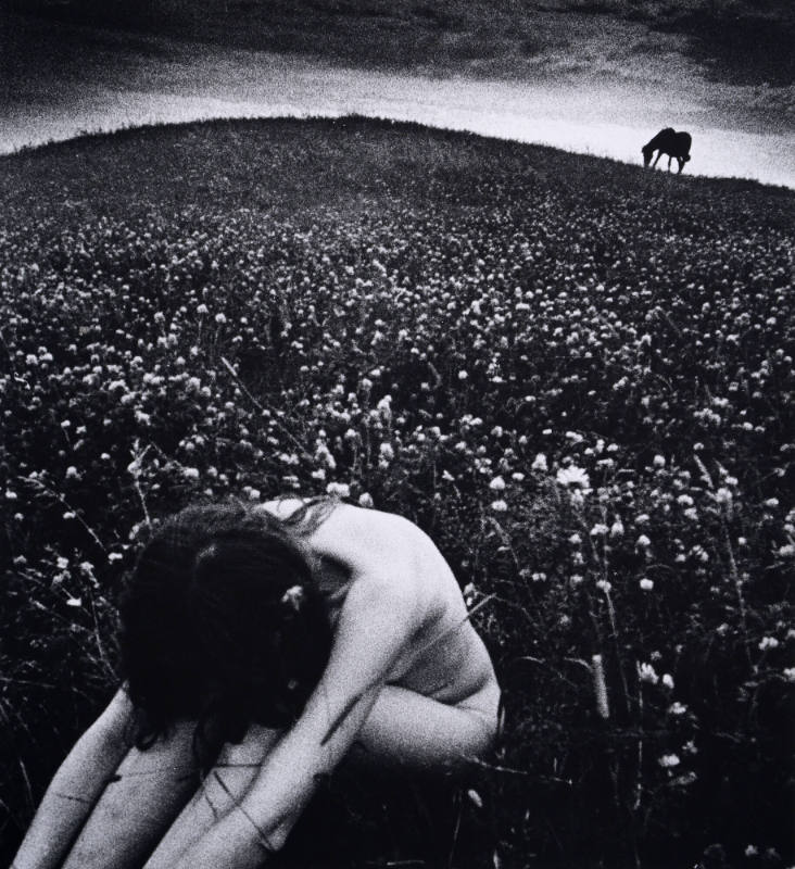 A Horse on the Hill