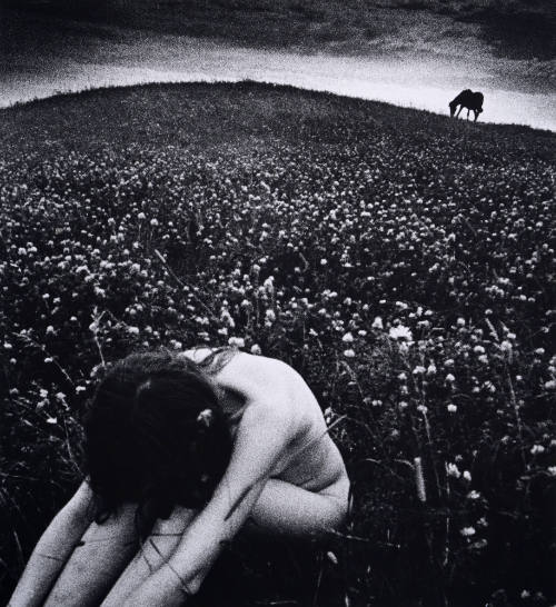 A Horse on the Hill