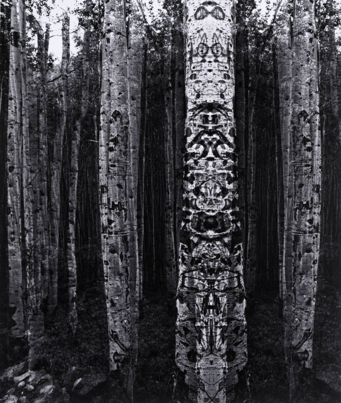 Untitled (Trees)