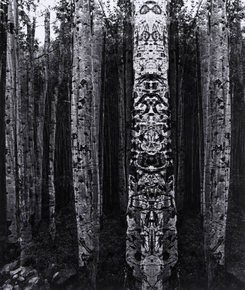 Untitled (Trees)