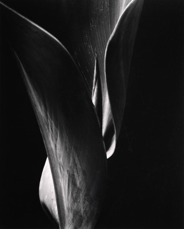 Canna Leaf