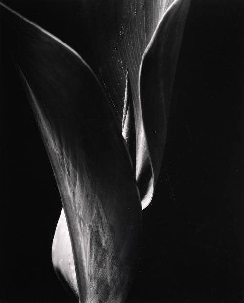 Canna Leaf