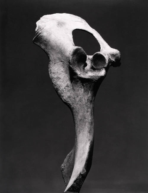 Bone and Sky, #1, 1932