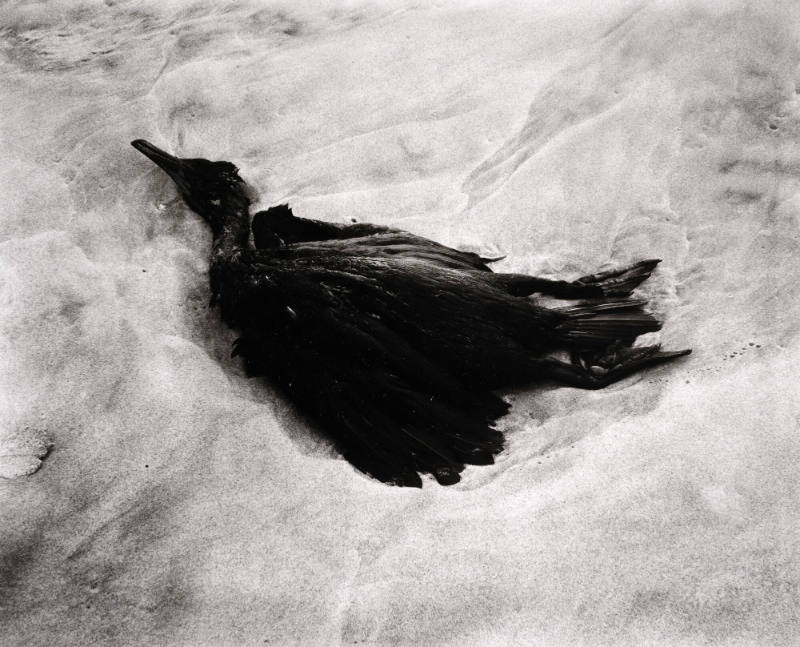 Dead Bird, Point Lobos