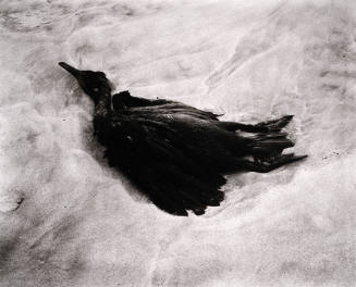 Dead Bird, Point Lobos