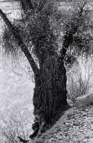 Tree and Rio Grande Near Alcalde
