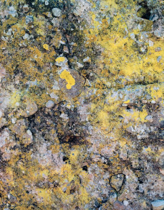 Lichens, Baja California