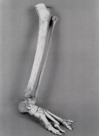 Favorite Objects: Bones