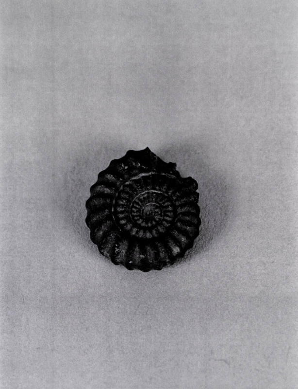 Favorite Objects: Sea Shell