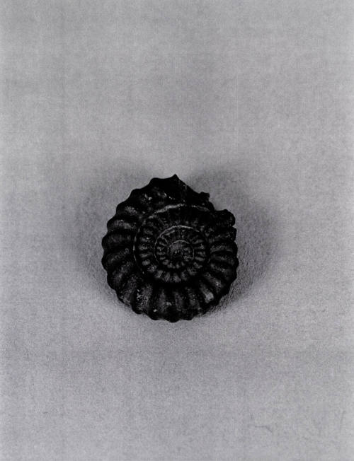 Favorite Objects: Sea Shell