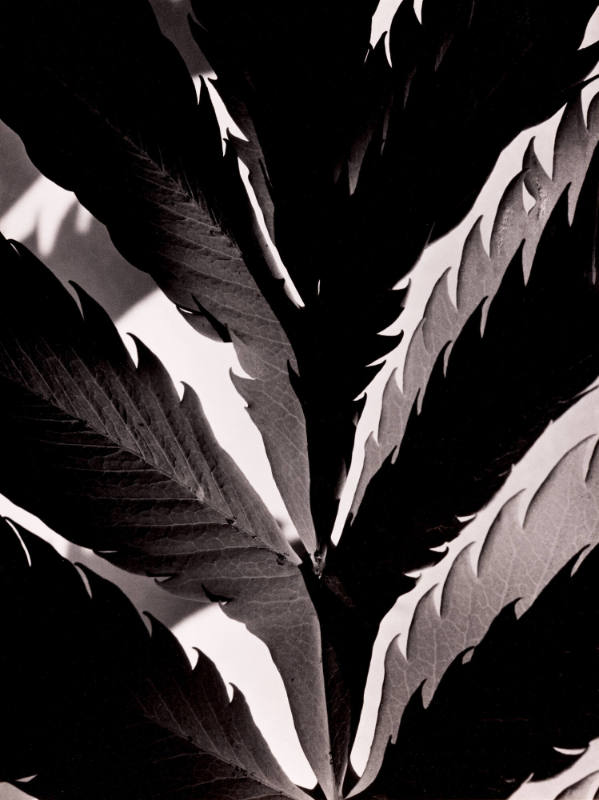 Leaf Pattern