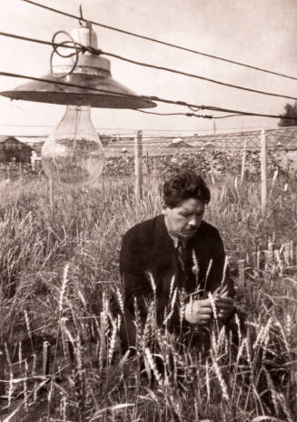Tsitsin in the Experimental Agriculture Field, Omsk, Ural Region