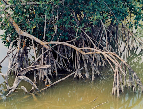 Everglades National Park, Florida