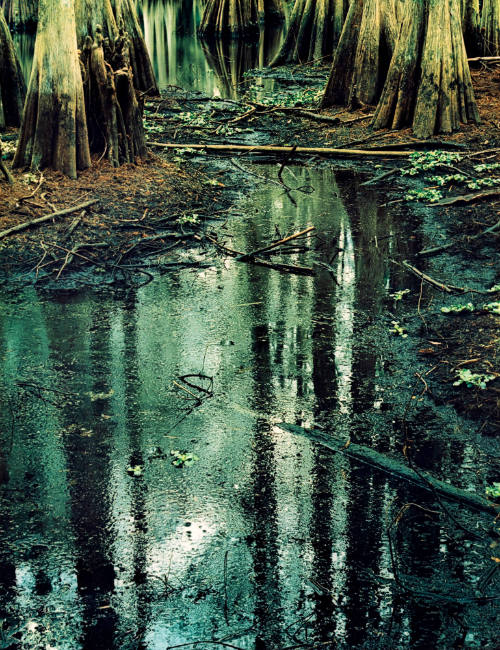 Cypress, Slough, Florida
