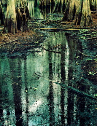 Cypress, Slough, Florida
