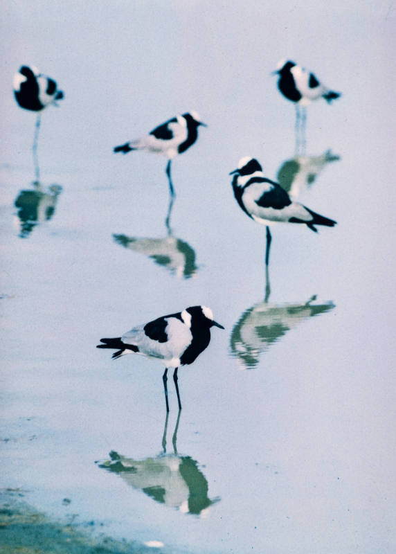 Blacksmith Plovers, Africa