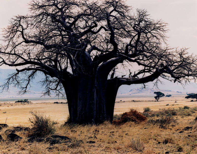 Baobab Tree Near Lake Manyara, Tanzania