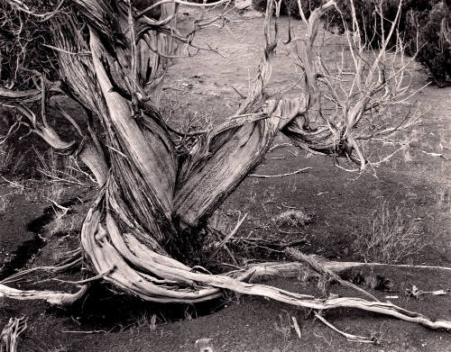 Cedar Tree, Ghost Ranch, New Mexico