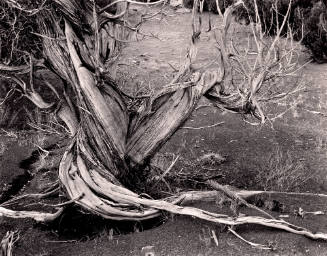Cedar Tree, Ghost Ranch, New Mexico