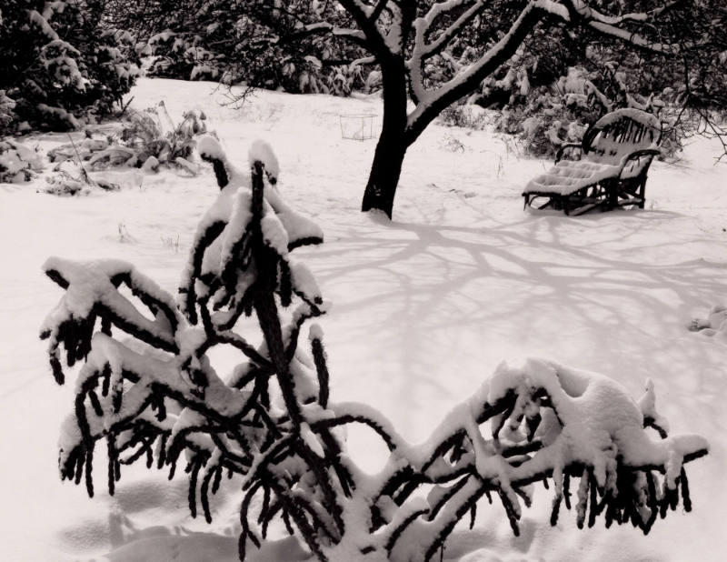 Garden in Winter, Tesuque, New Mexico